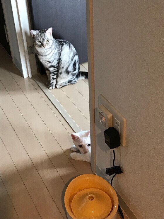 一緒にお見送り（アメリカンショートヘア、メス）