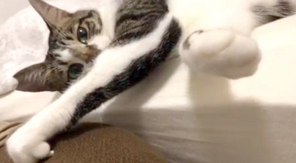 エアふみふみをする猫