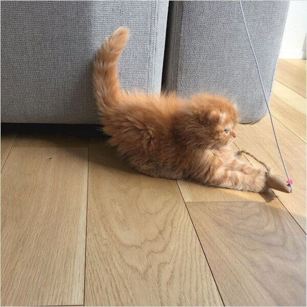 ダイソーの猫グッズ