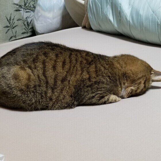 ごめん寝するランちゃん