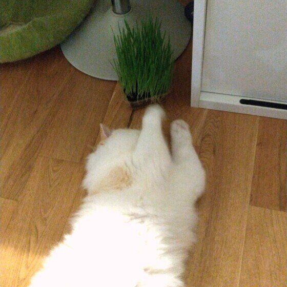 猫草にちょいちょいする猫（ラグドール、オス）