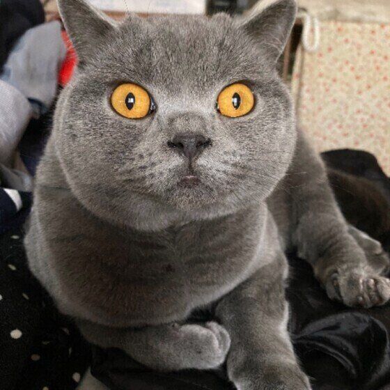 ブリティッシュショートヘアのラムちゃん♪