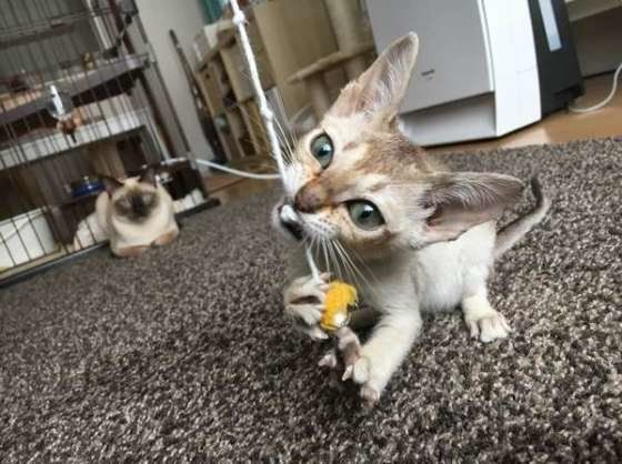 黄色のひものおもちゃで遊ぶシンガプーラ