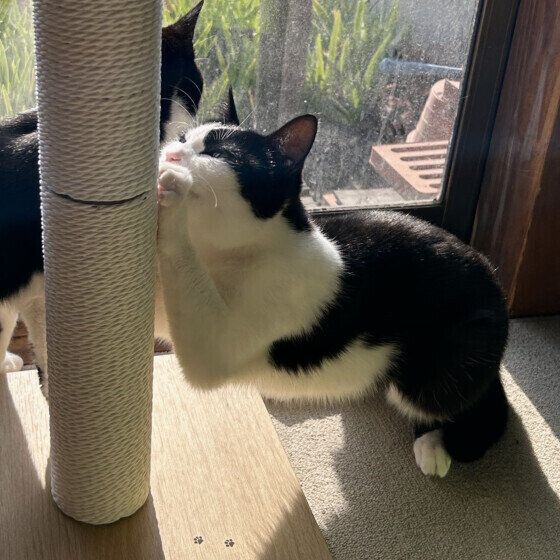 爪とぎに一生懸命な日本ネコ