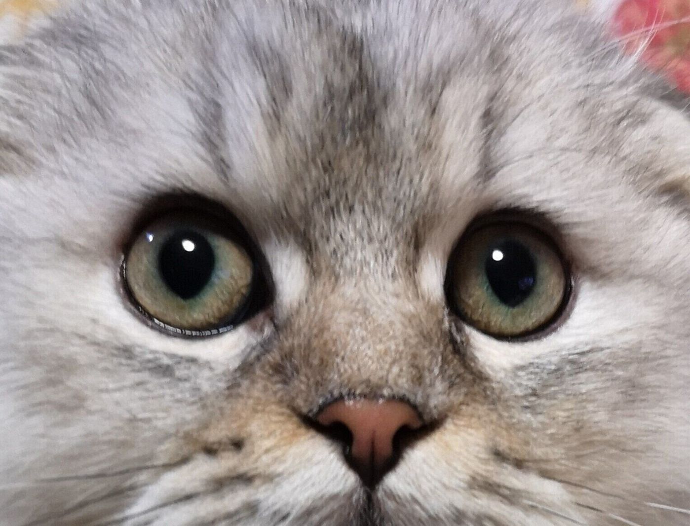 宝石よりも美しい 猫の目にまつわる不思議ネタ6 ねこのきもちweb Magazine 宝石よりも美しい 猫の目にまつわる不思議ネタ6 ねこのきもちweb Magazine