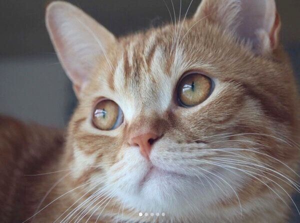 モデル風のうにちゃん