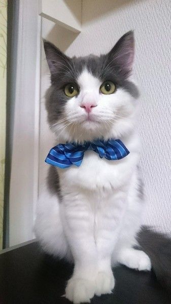 蝶ネクタイが似合っているエースくん