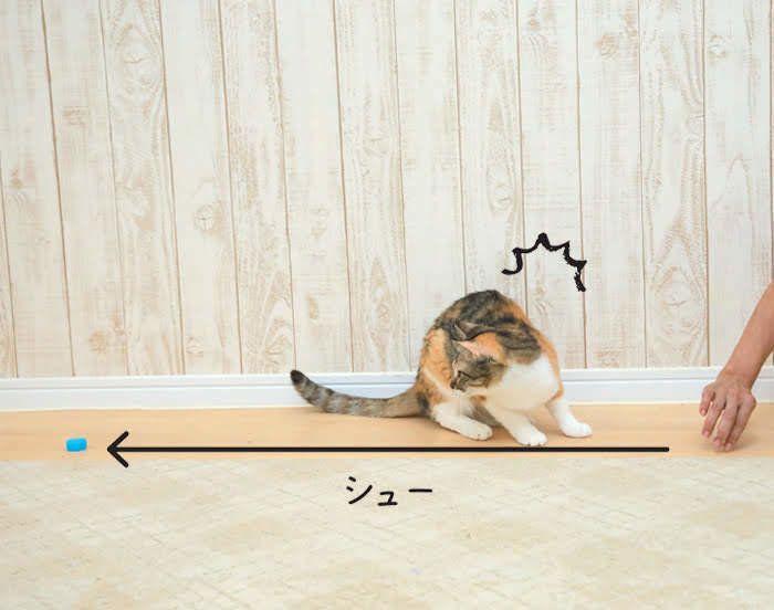 2018年9月号「ねこのきもち」