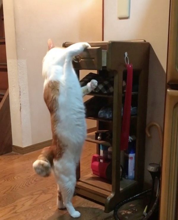 筋肉ムキムキな猫