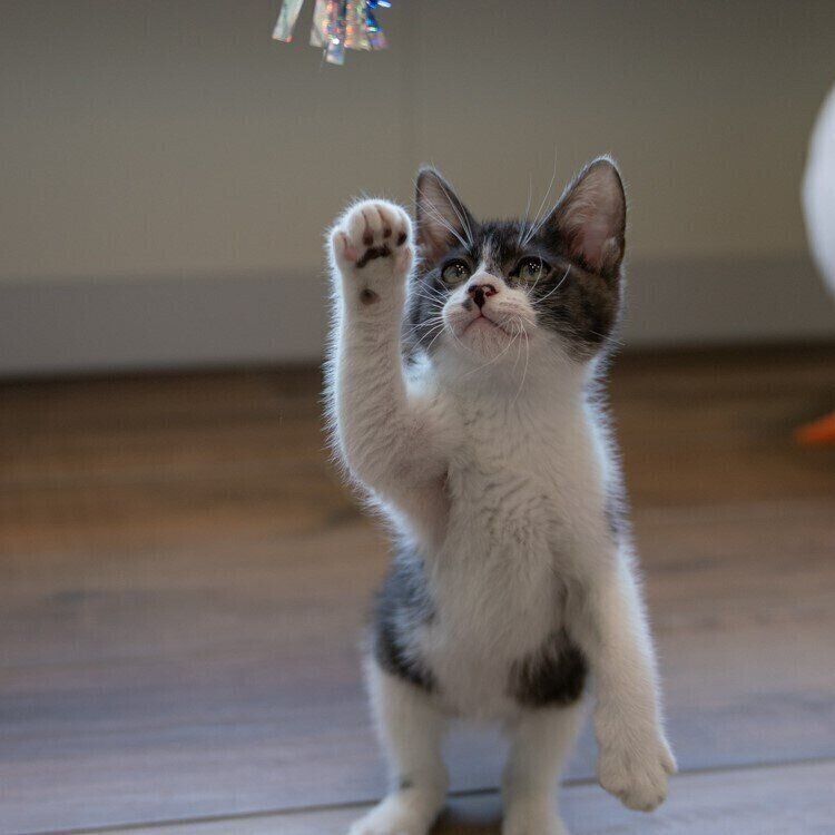 写真提供／おおいた動物愛護センター