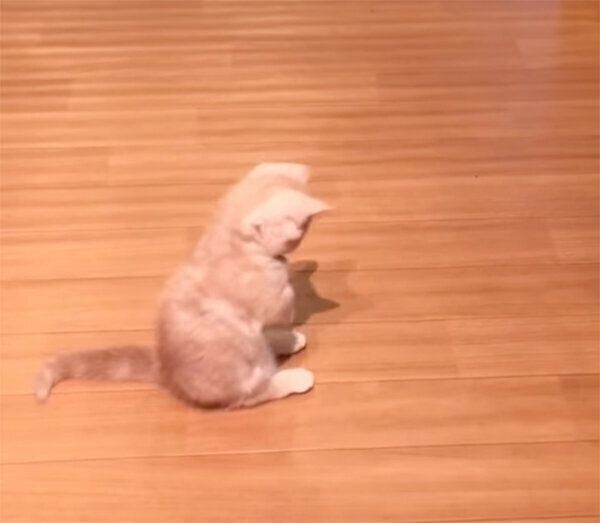 座り方が可愛いじゅじゅちゃん