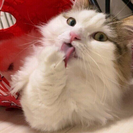 グルーミング中のミヌエット