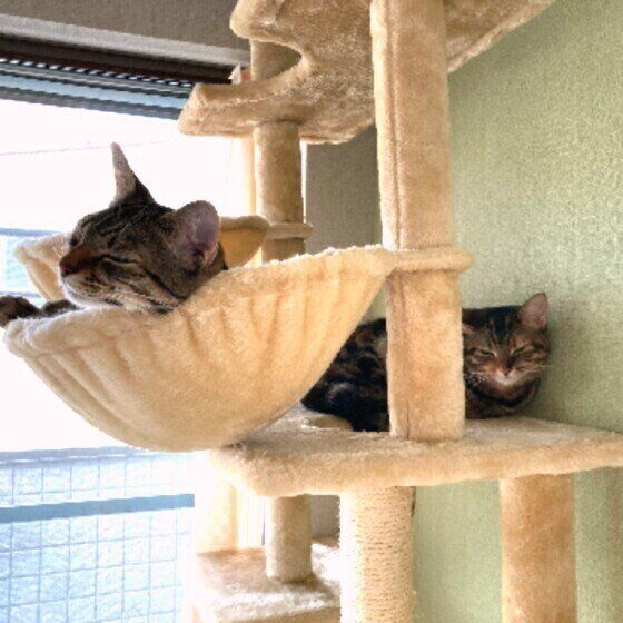 2匹のマンチカン