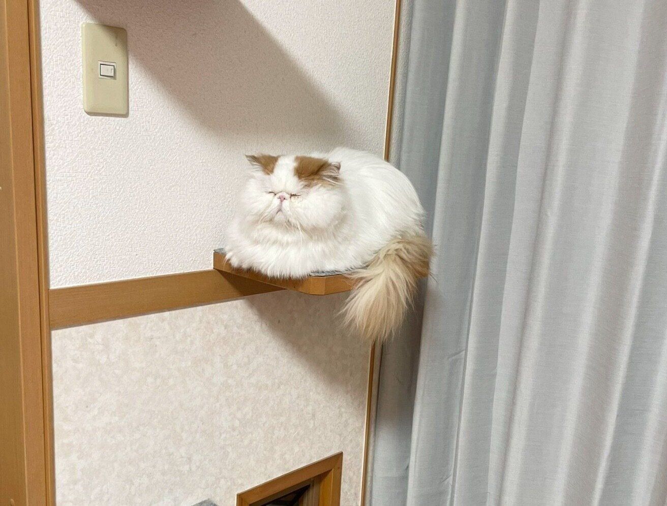 キャットウォークで眠るもけちゃん