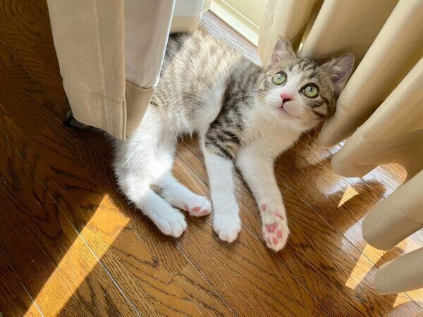 ひなたぼっこするつくしちゃん