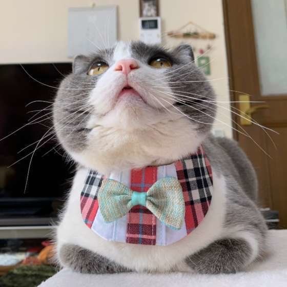 香箱座りのブリティッシュショートヘア