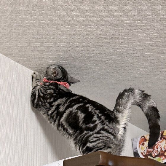 壁で爪をとぐアメリカンショートヘア