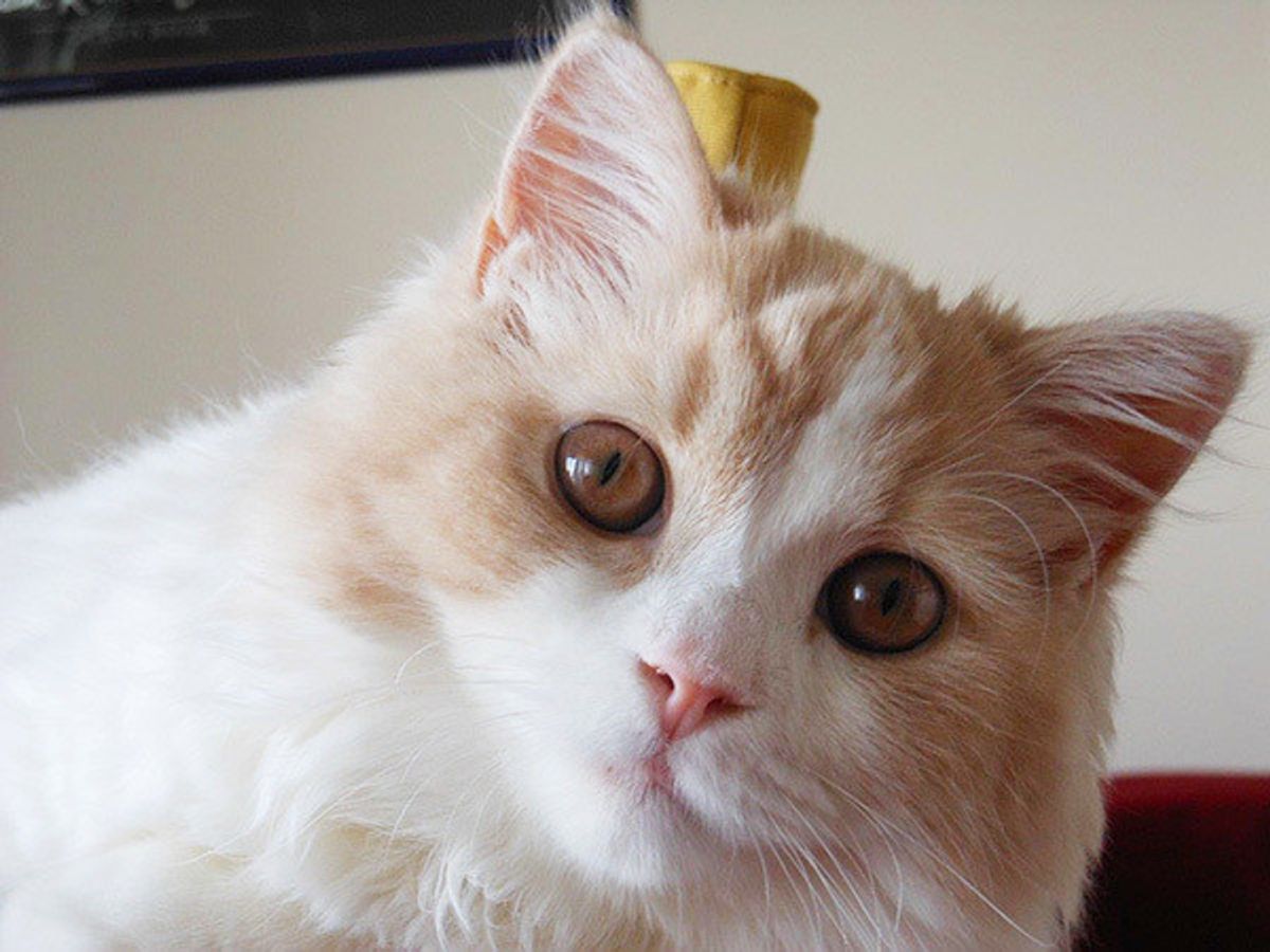甘えモード 急に鋭い目つきでギロリ 愛猫にいったいなにが ねこのきもちweb Magazine 甘えモード 急に鋭い目つきでギロリ 愛猫にいったいなにが ねこのきもちweb Magazine