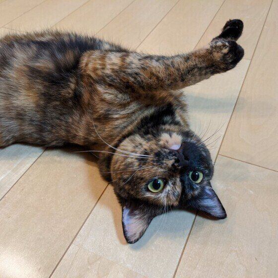 呆然とした表情のサビ猫