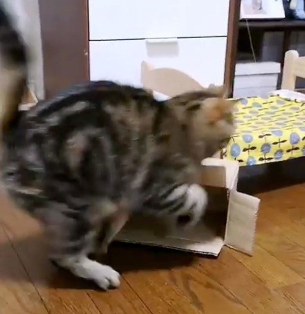 箱に入りたい寅次郎くん