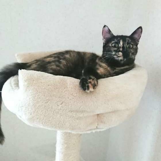 キャットタワーにいるモンちゃん 