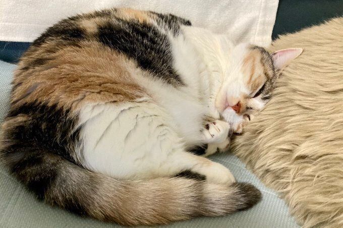 新しいクッションを枕にするはなちゃん