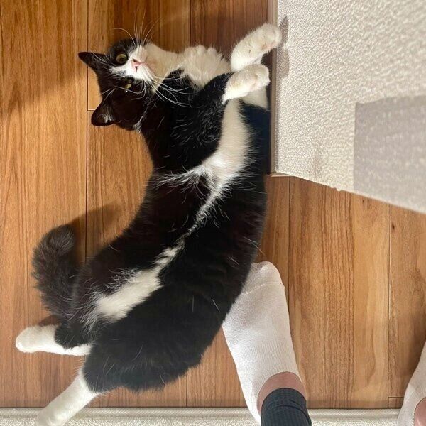 帰宅した飼い主さんを迎えるたろうくん