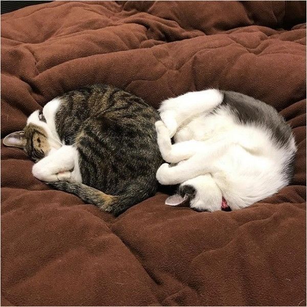 抹茶ちゃんと甜茶ちゃん