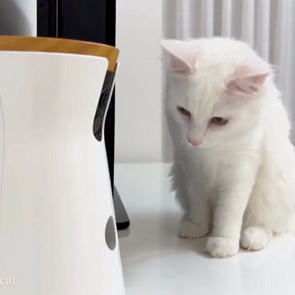 ペットカメラを見つめるマオくん