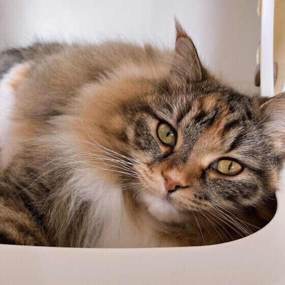 飼い主さんをじっと見つめるうにもちゃん