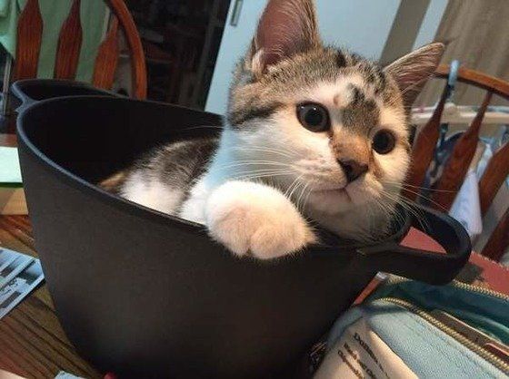 獣医師解説】猫の便秘とフードについて｜原因、対処法、療法食の利用 