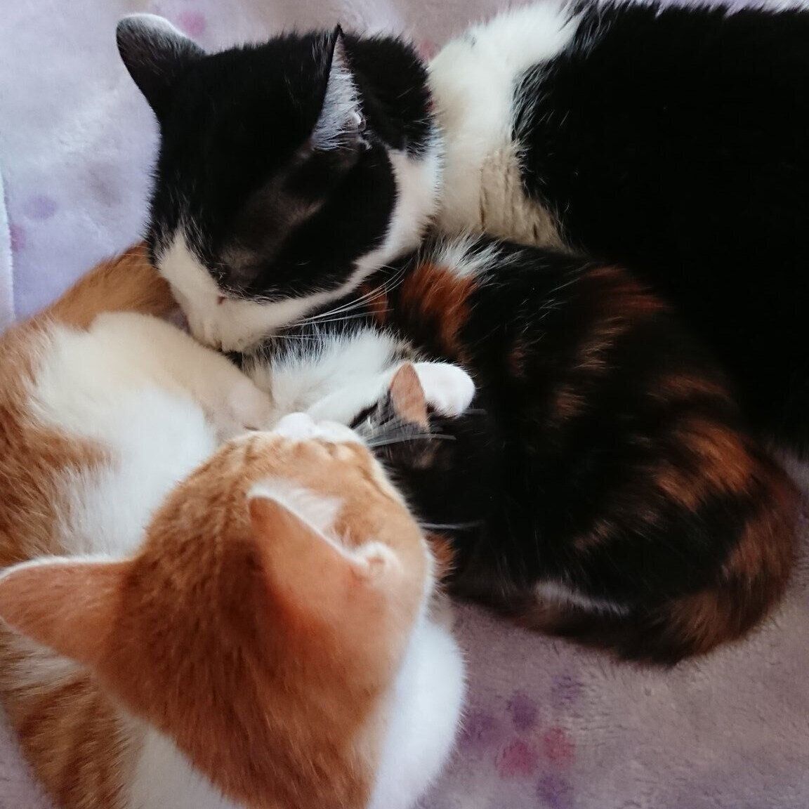 布団の上でくっつき合うノエルちゃん、エマちゃん、チーちゃん