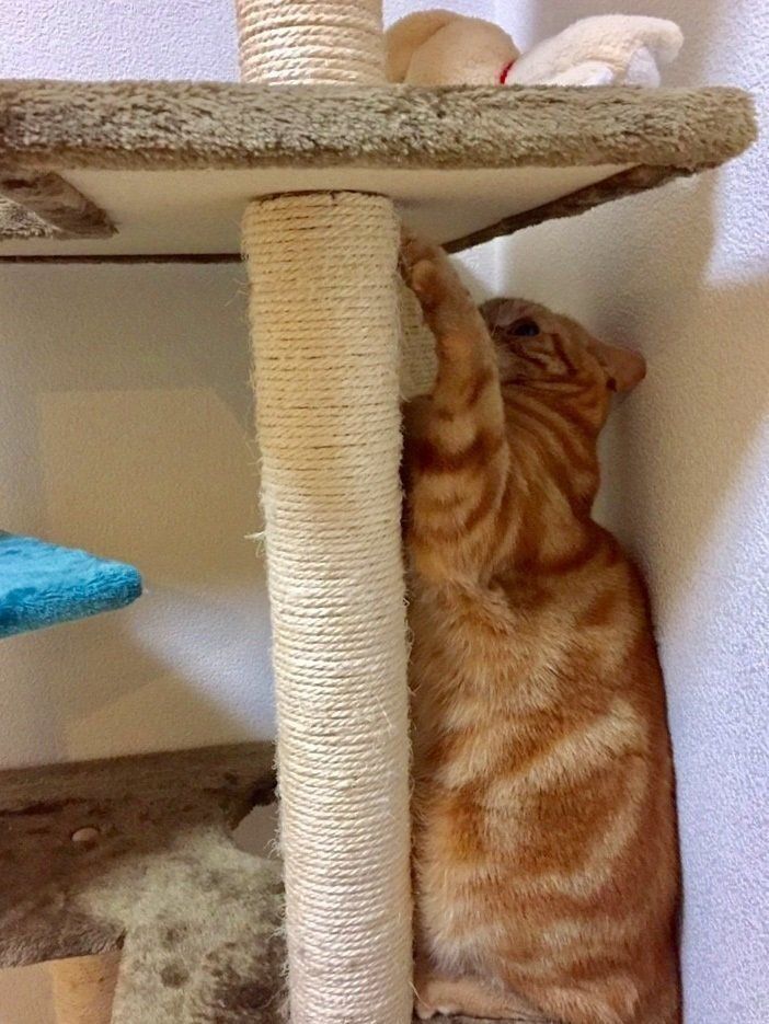 画像／2019年4月号「爪とぎSTYLEBOOK」