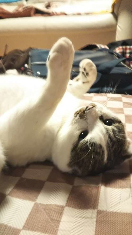 天に向かって猫パーンチ