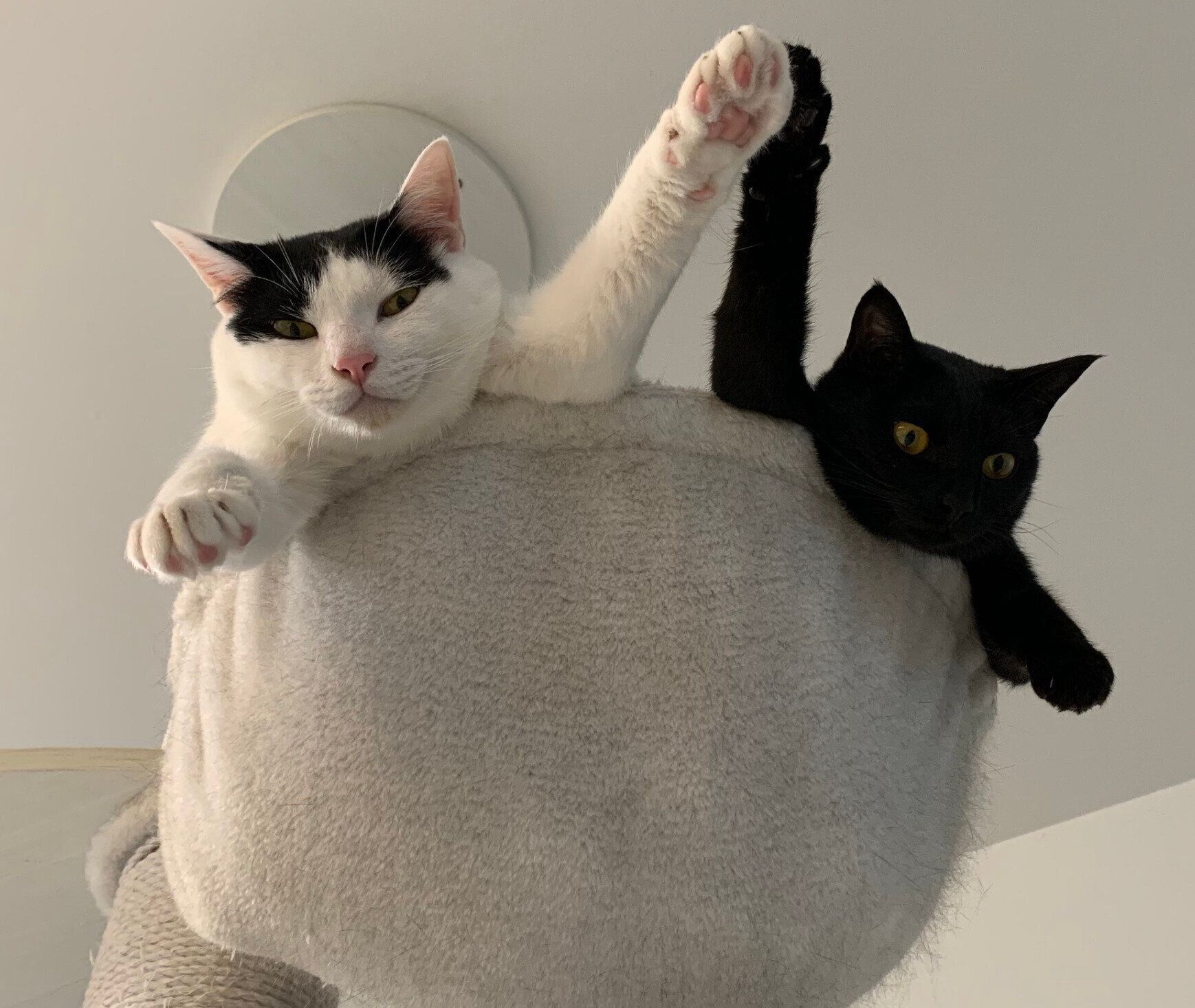 息ぴったりなおはぎちゃんとおむすびくん