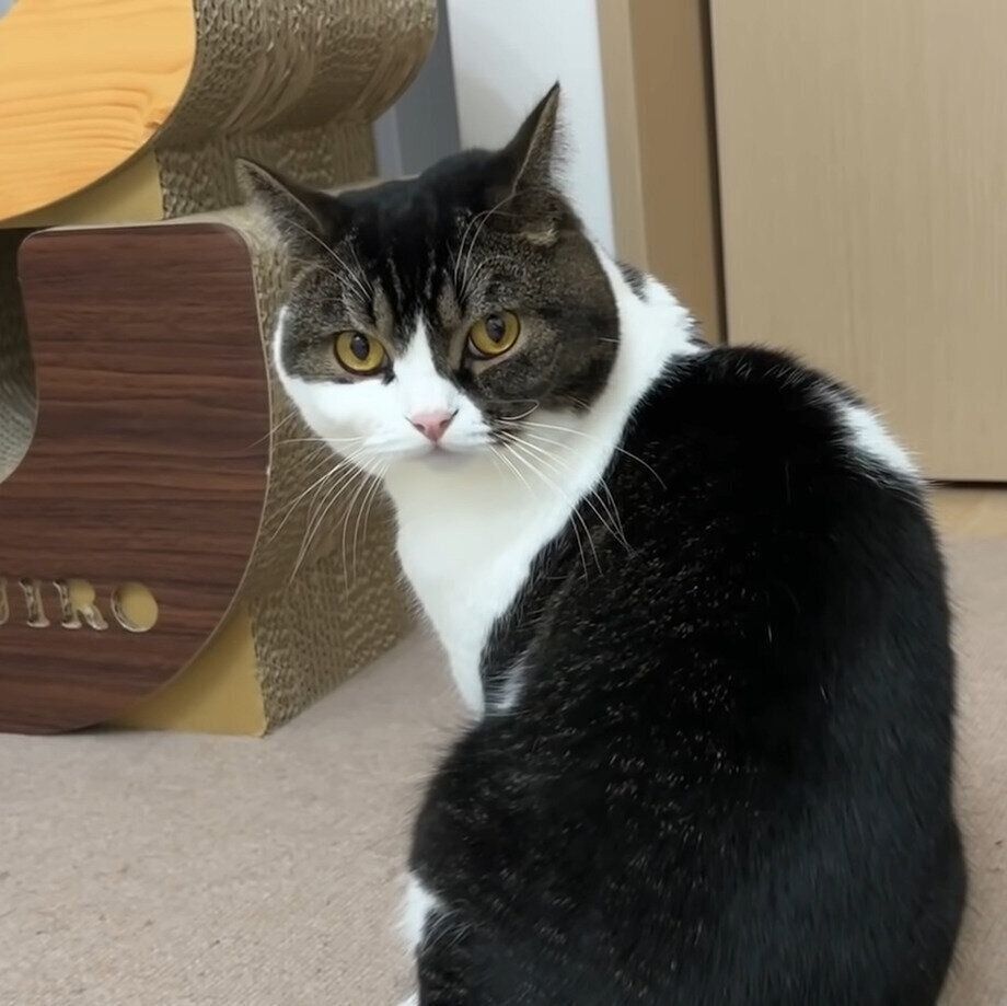 遊べなかったうま次郎ちゃん