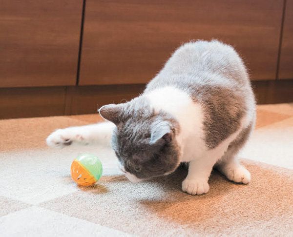 「ねこのきもち」2017年9月号ちゃで遊ぶ猫