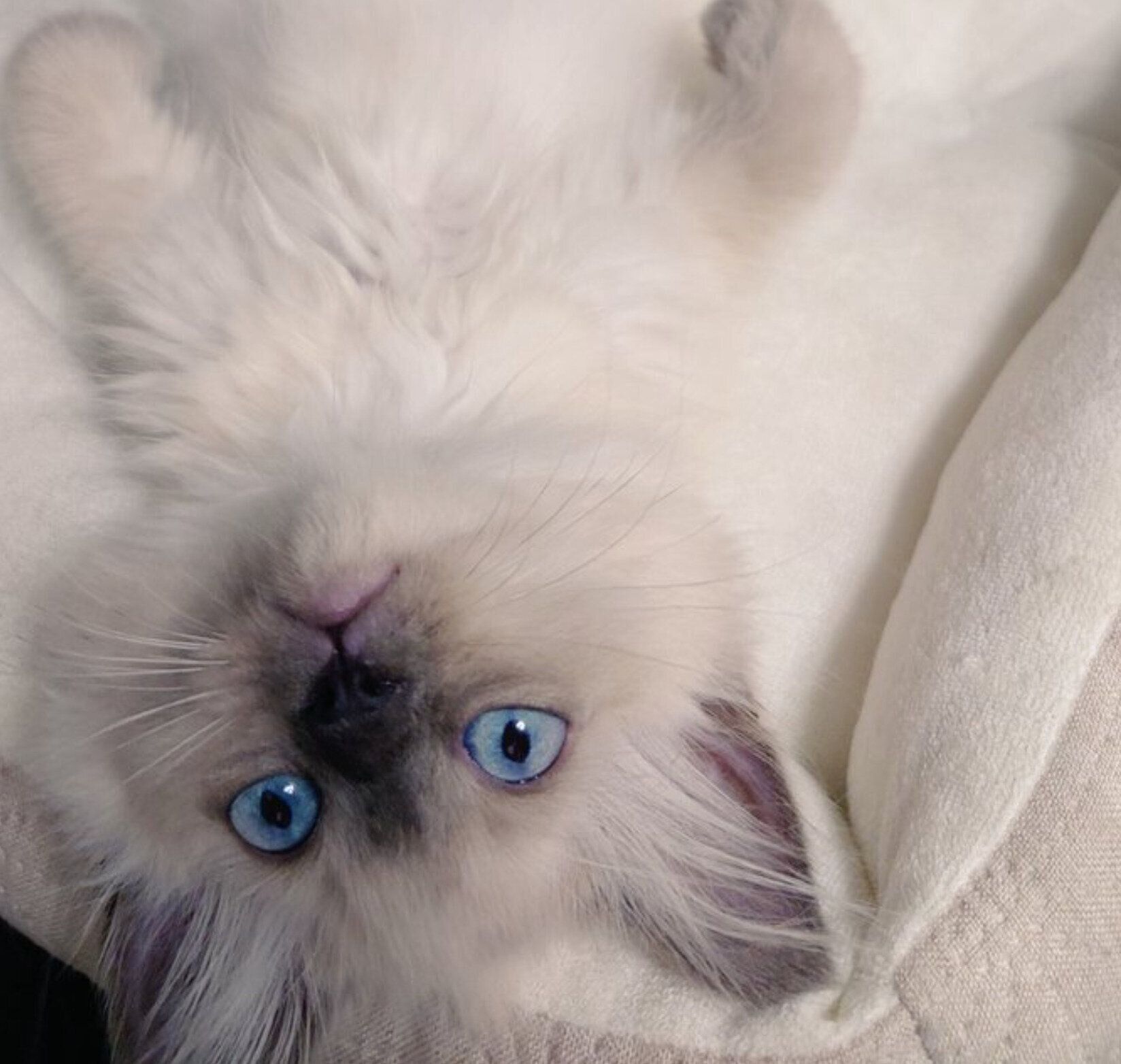 生後2カ月半のソラくん