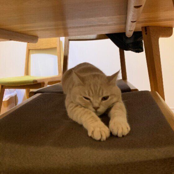 ブリティッシュショートヘアのまめきちちゃん