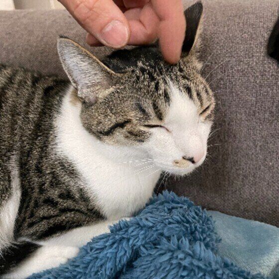 サバトラ猫のきなこちゃん