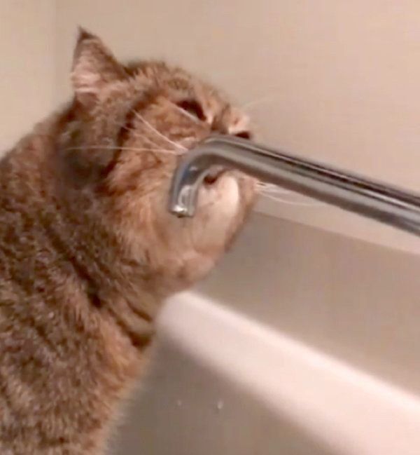 滝行をするエキゾチックショートヘア