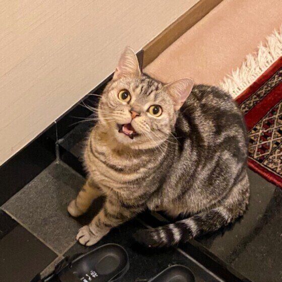 おかわり！とサイレントニャー。カティーちゃん