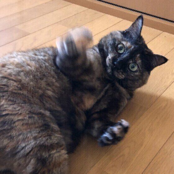 猫パンチする猫