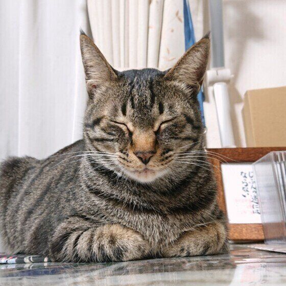 瞬きでお返事をする玄くん