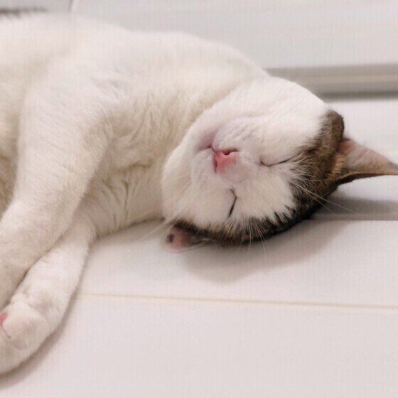 お風呂で爆睡するキジトラ