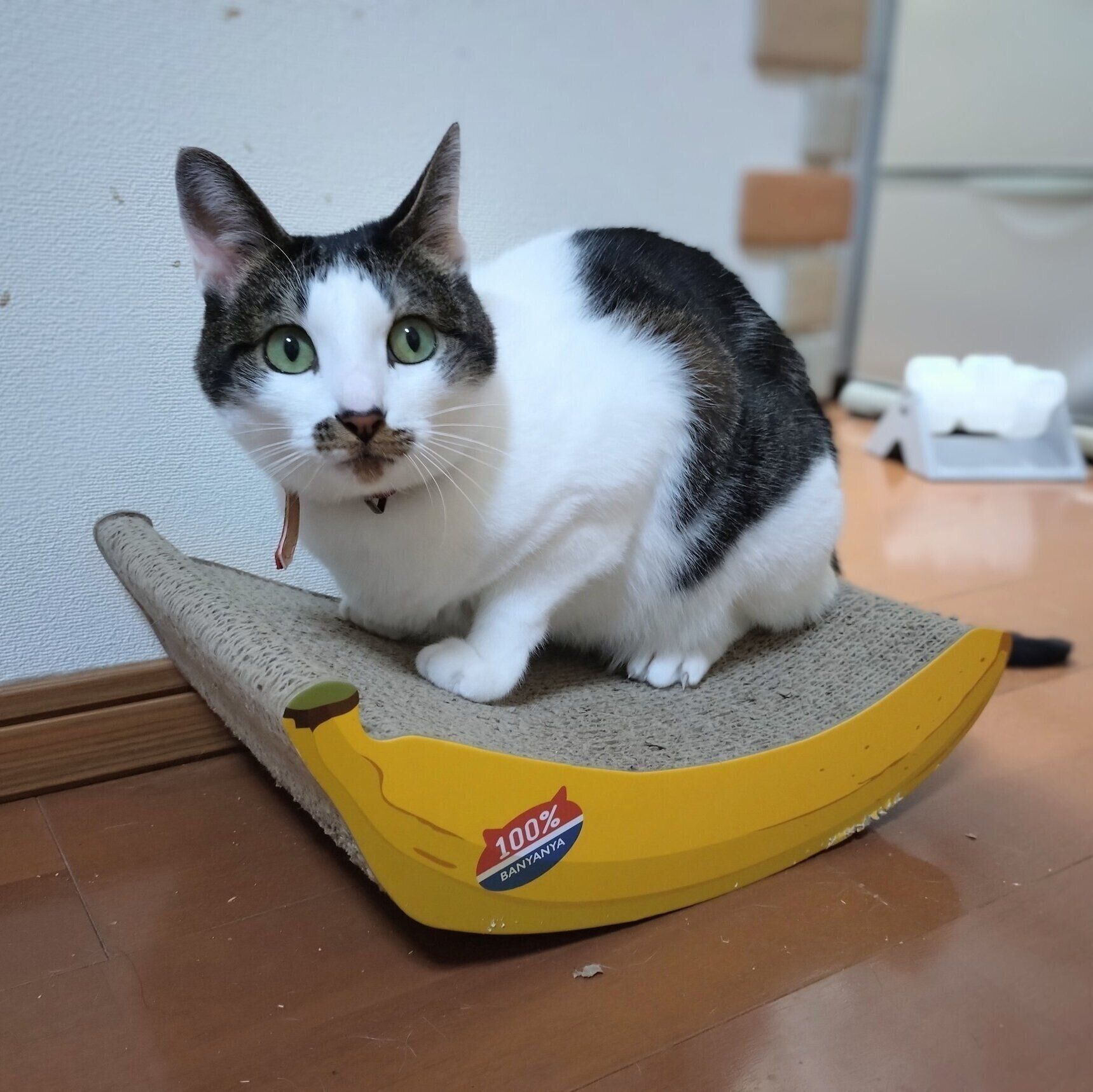 5才になった現在のチャコちゃん