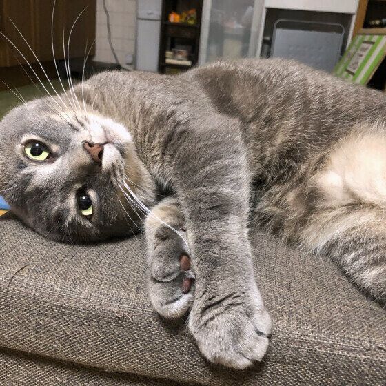 寝転がるサバトラ猫