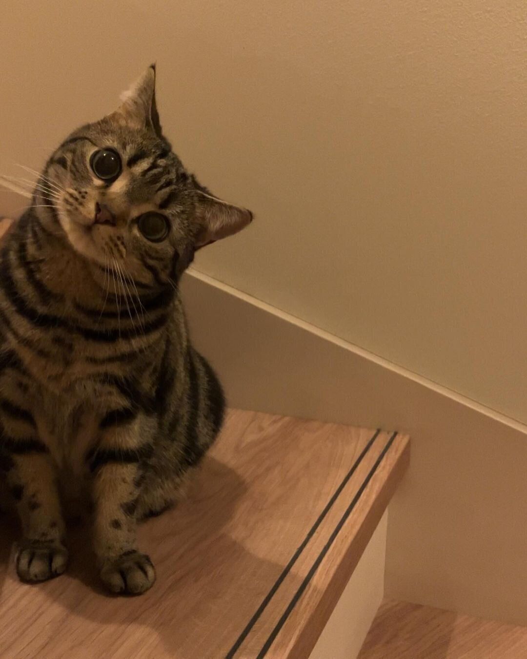 階段で“待ち伏せ”をするツナくん