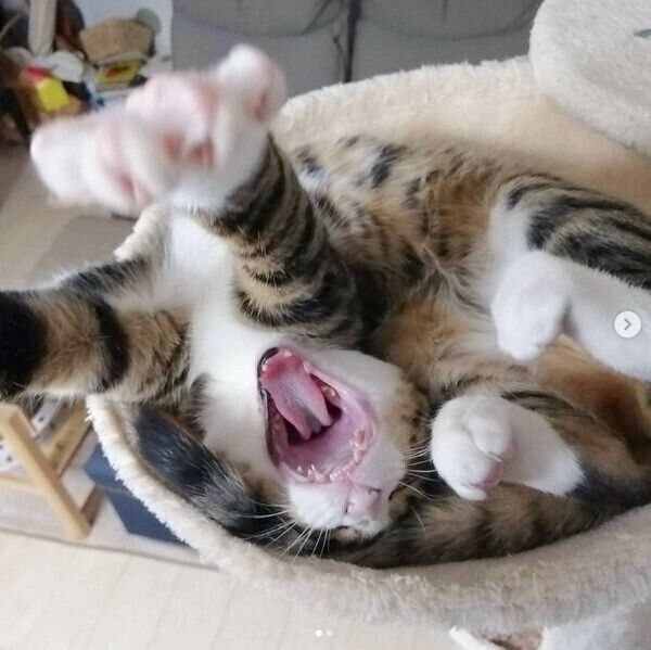 あくびをするあんこちゃん