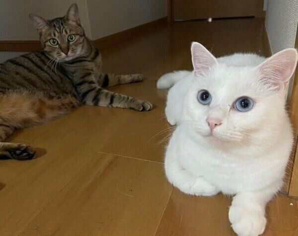 廊下に「落ちていた」もあくんとももちゃん